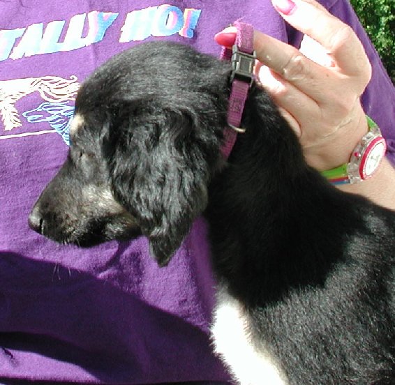 Blk&Silver GirlH8wks.jpg - 78.01 K